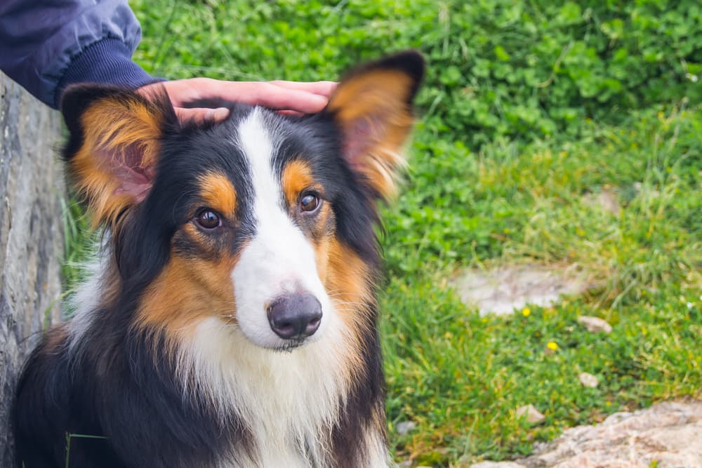 Colloidal Silver for Dogs: Is it Safe?
