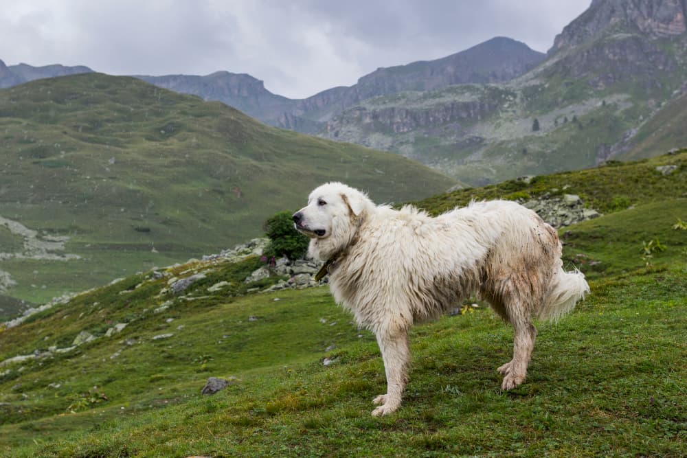 Great Pyrenees