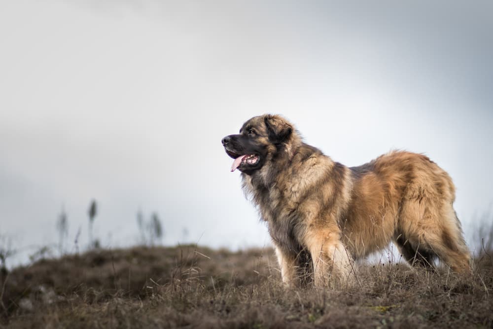 Leonberger