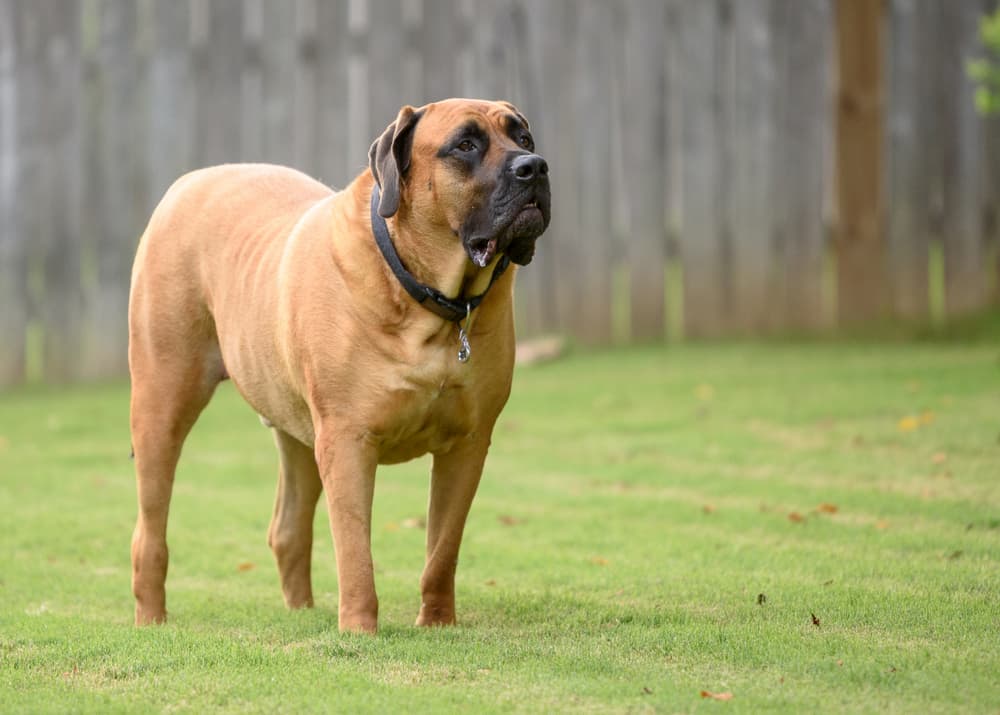 English Mastiff