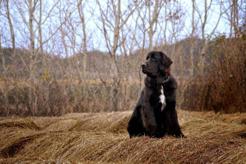 Newfoundland