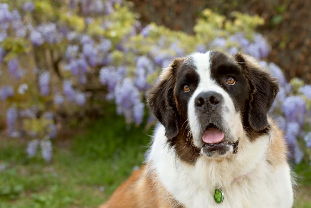 Saint Bernard