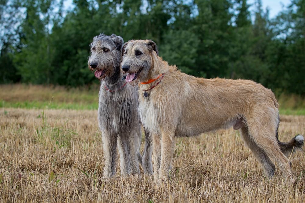 Irish Wolfhounds