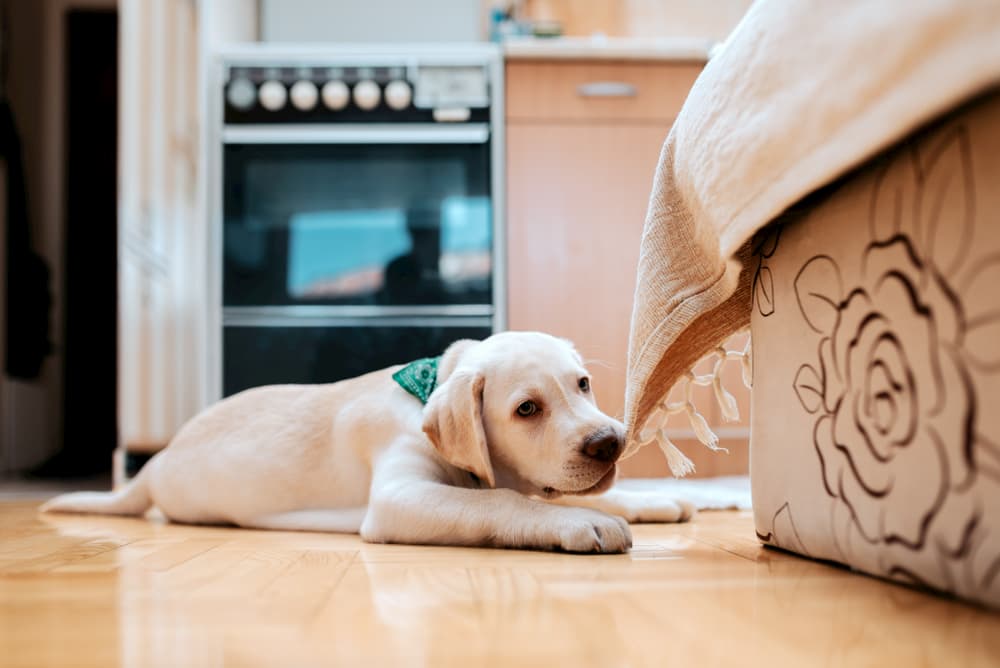 puppy chewing furniture