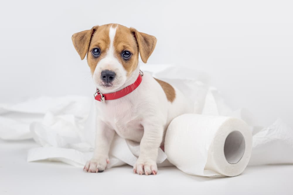 puppy with toilet paper
