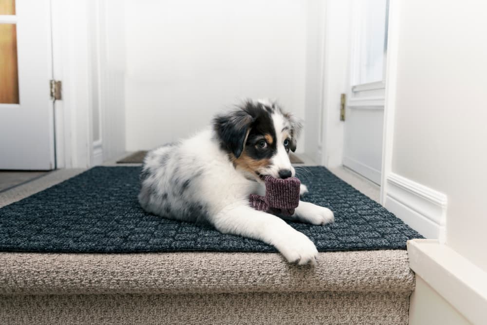 puppy chewing on sock