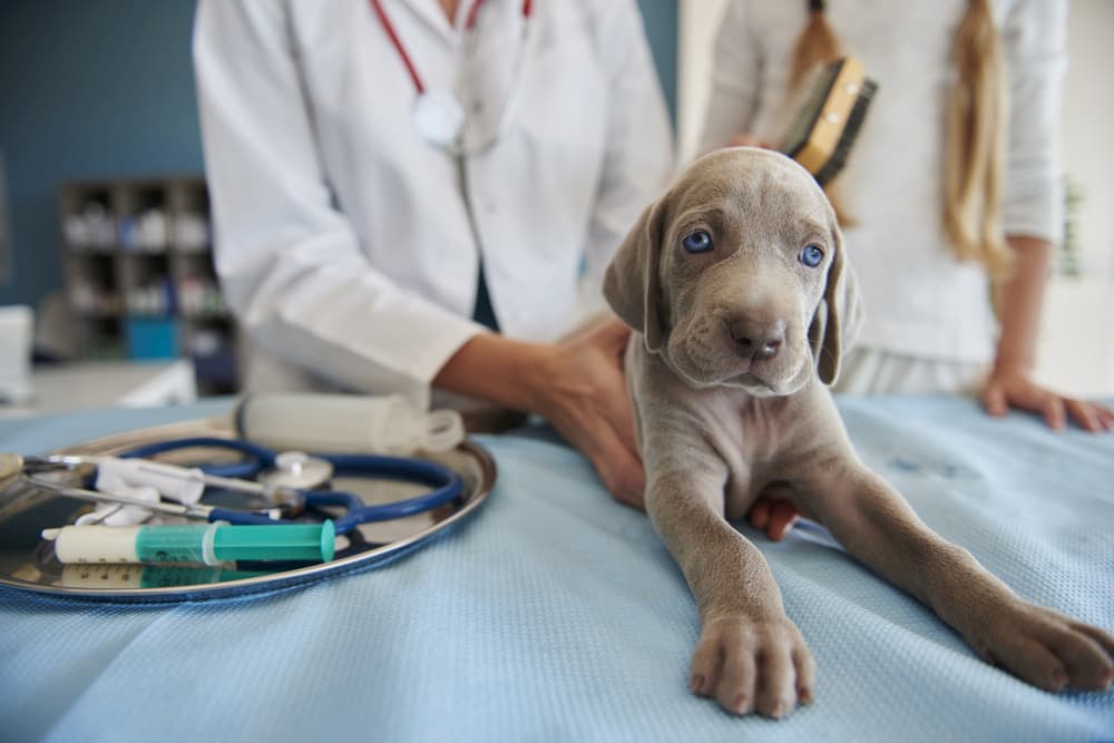 puppy at vet