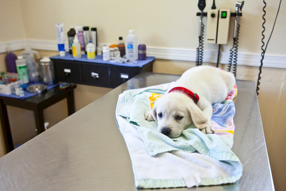 Labrador Retriever puppy at vet