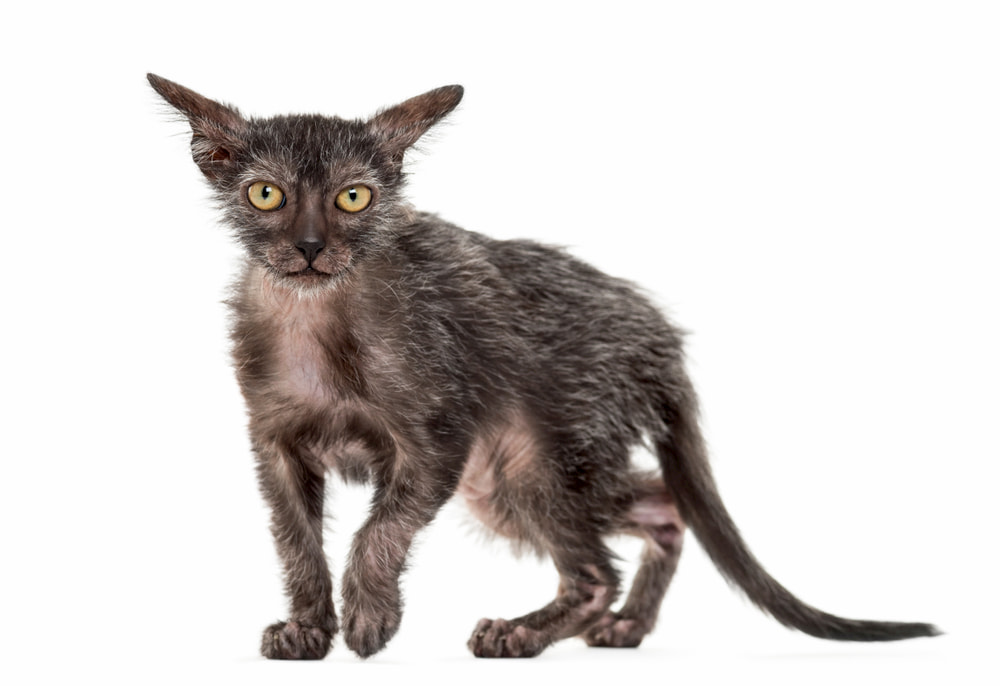 Lykoi cat breed