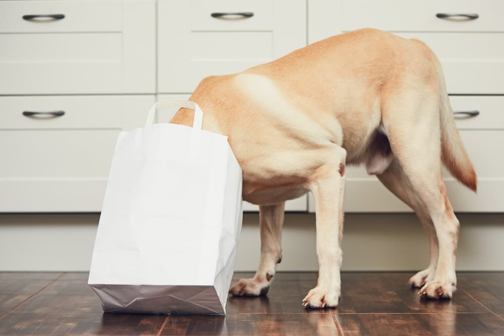 Dog with head in a paper bag