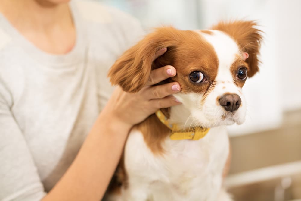 pet parent holding dog's head