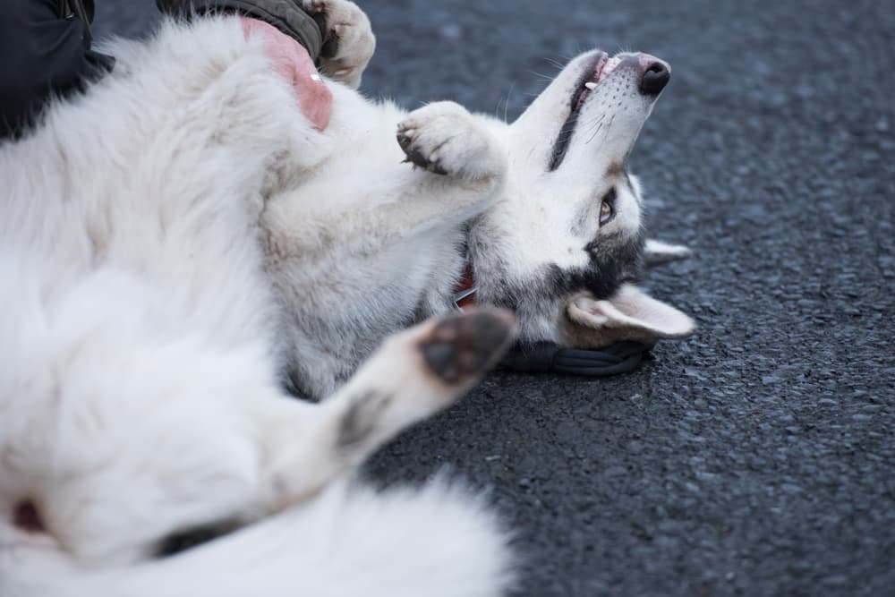 Dog rolling around while being pet