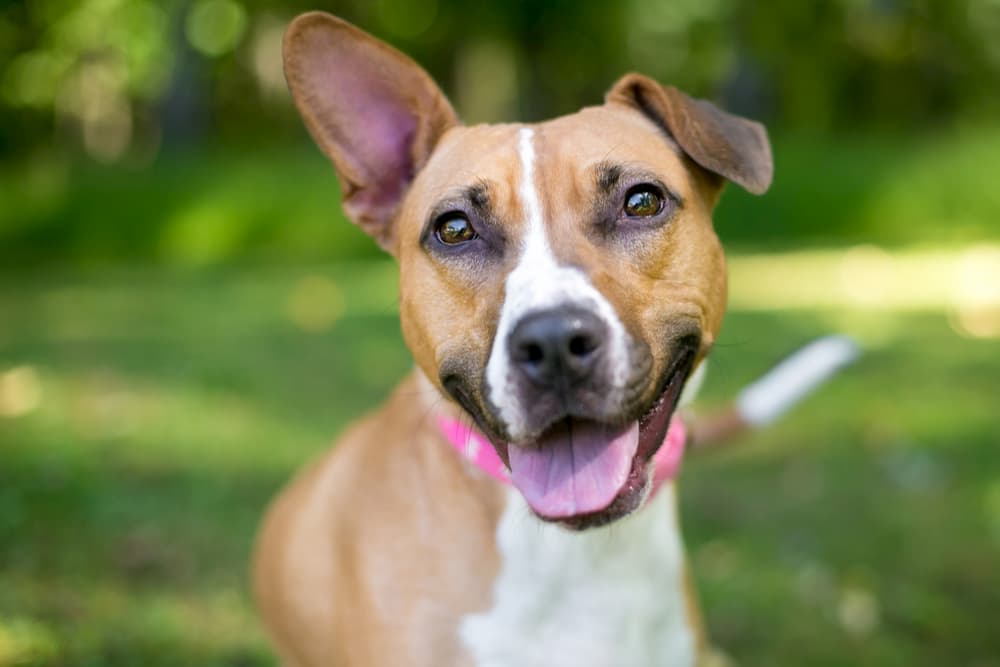 Dog smiley with one ear up and one ear down