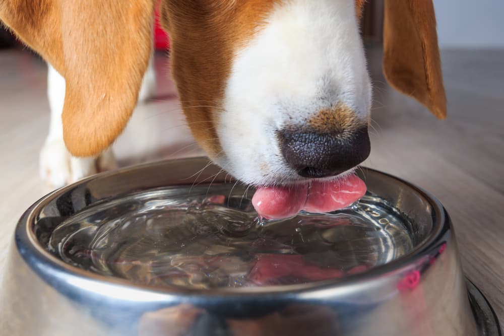 Dog drinking unflavored Pedialyte out of bowl