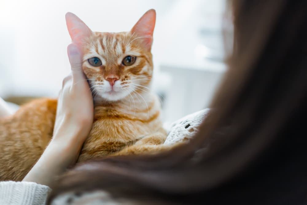 Woman petting her cat