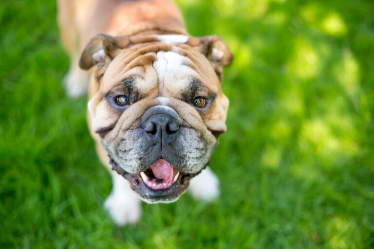Dog looking up to camera smiling