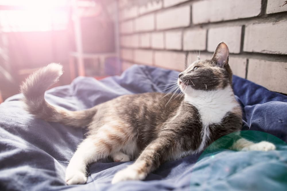 Cat relaxed on bed