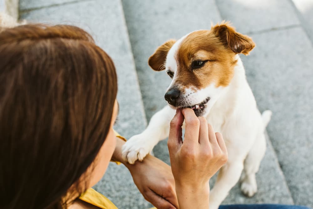 Woman feeding dog a cooked egg