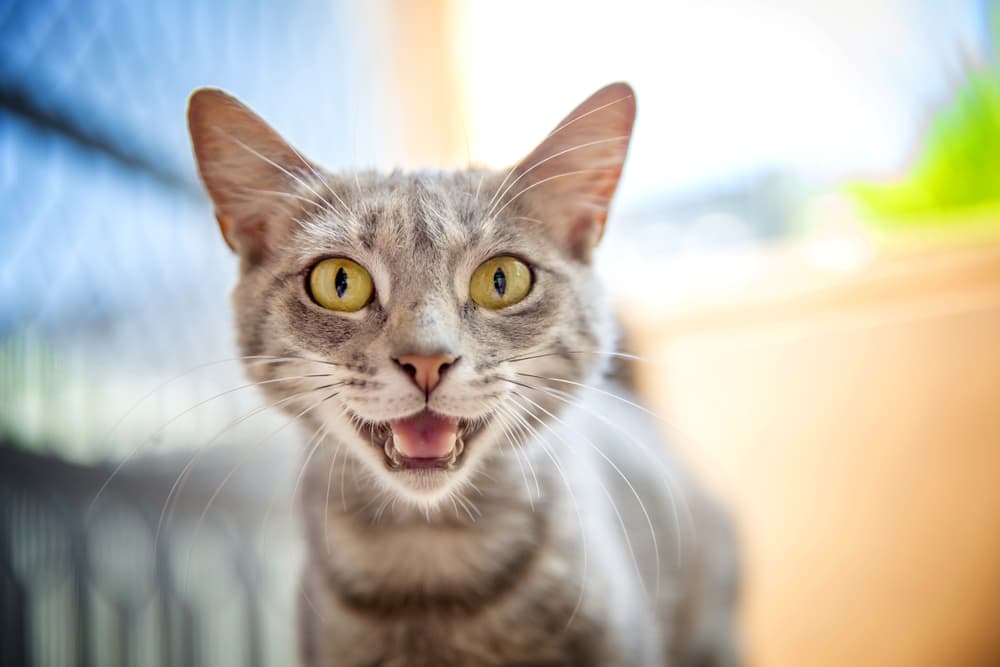 cat trilling at camera