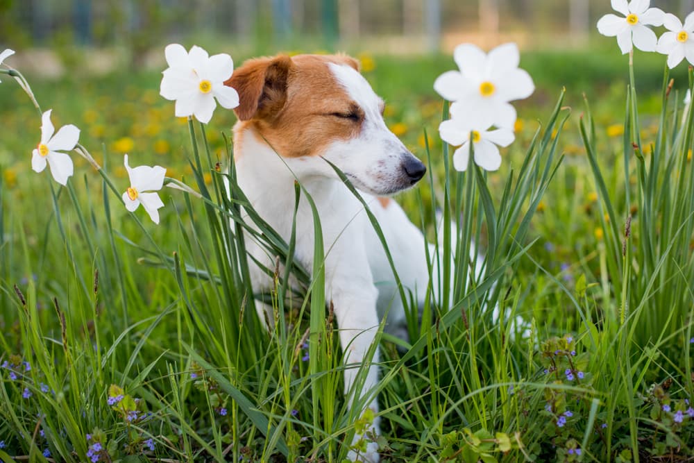 Gabapentin for Dogs