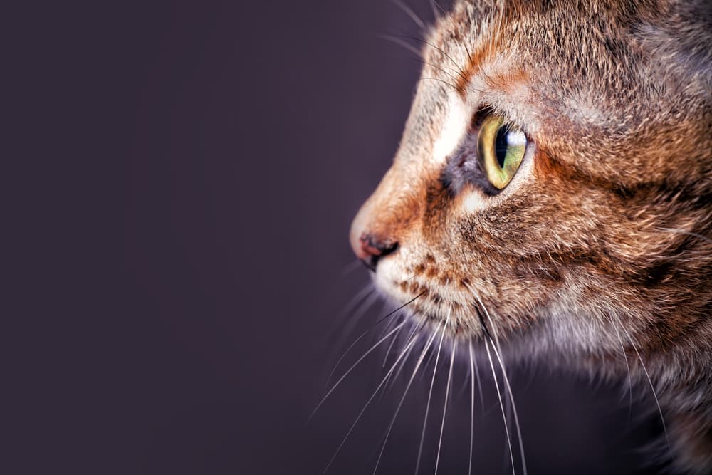 Kitten showing whiskers in photo