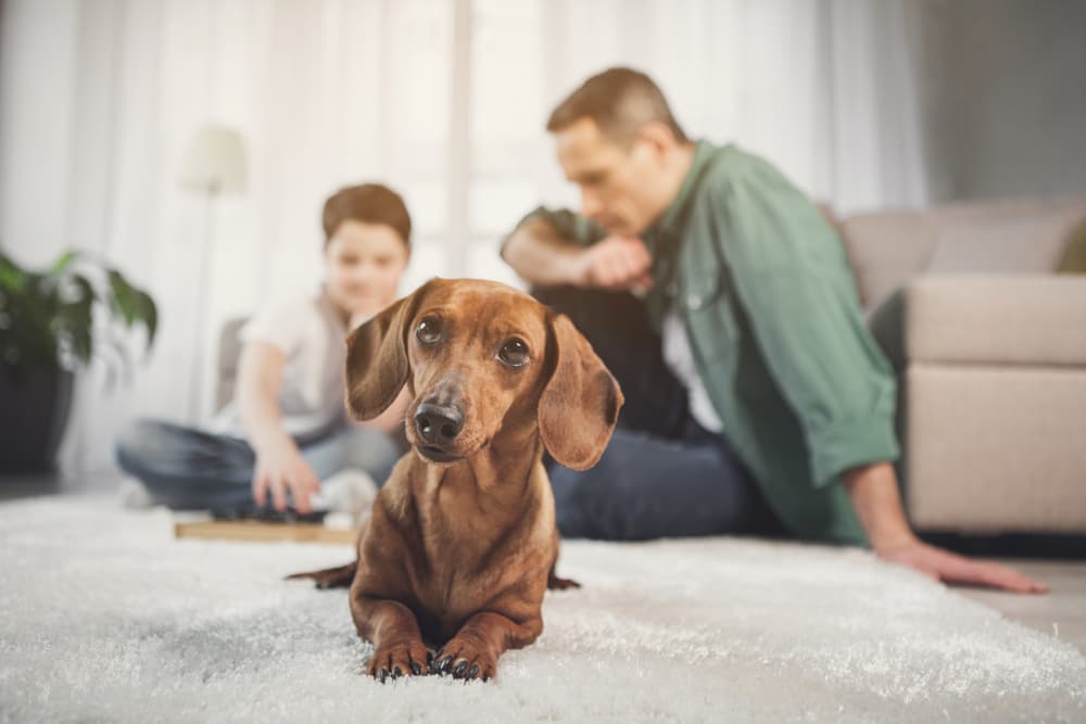 What Do Dogs Think About?