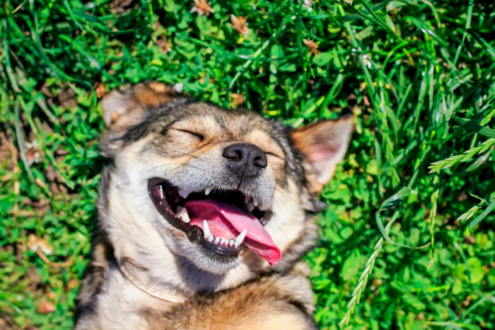 Dog laying in grass with a happy face
