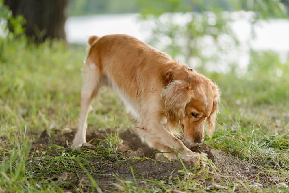 Dog digging in outdoors near the woods