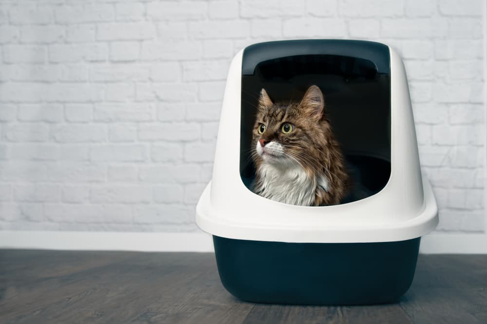 Cat in covered litter box