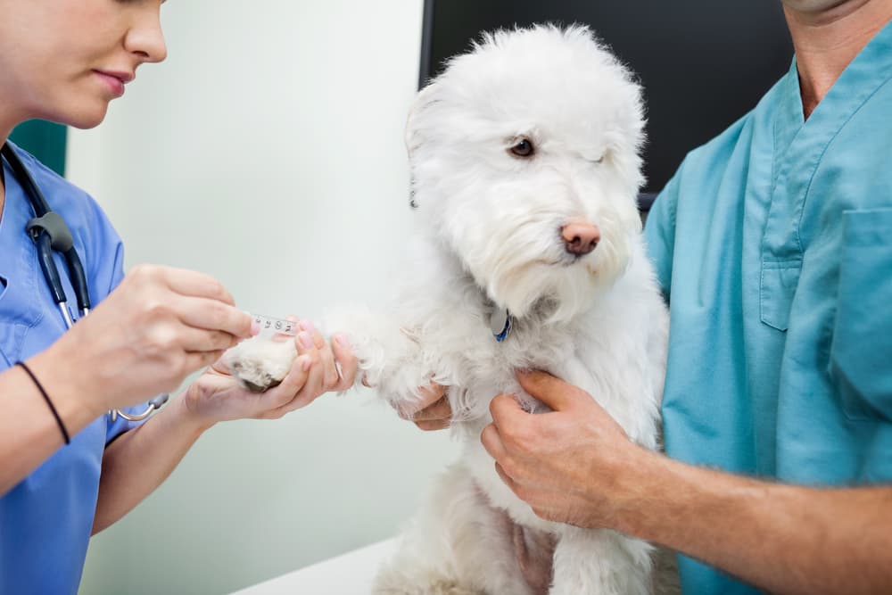 Veterinarian doing blood work on dog