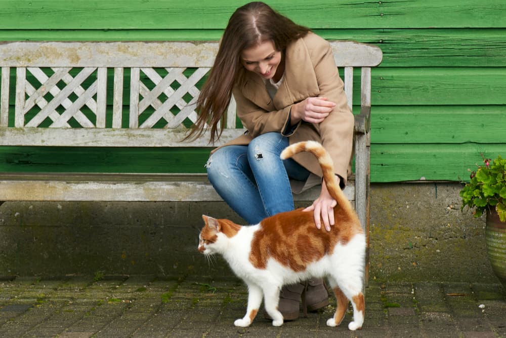 Owner petting cat with alert tail