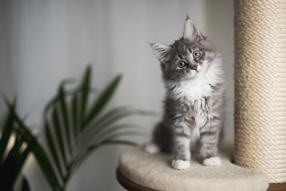 Can Cats Eat Peanut Butter? Can Cats Eat Peanut Butter?