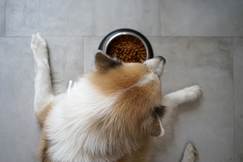 Camera over a dog and its food bowl not eating
