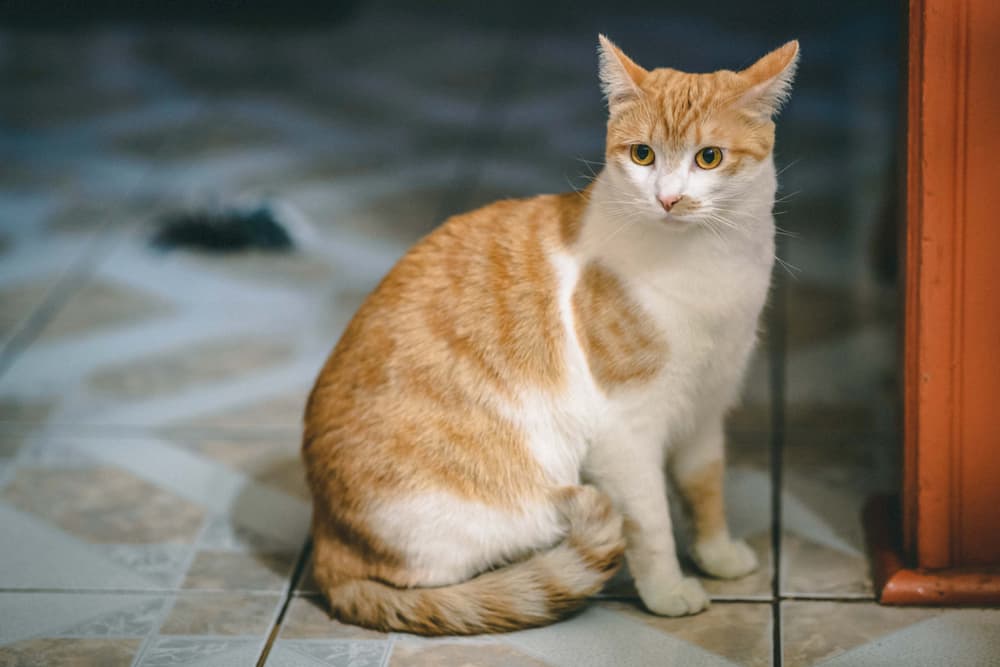 Cat with tucked tail alert in the hallway