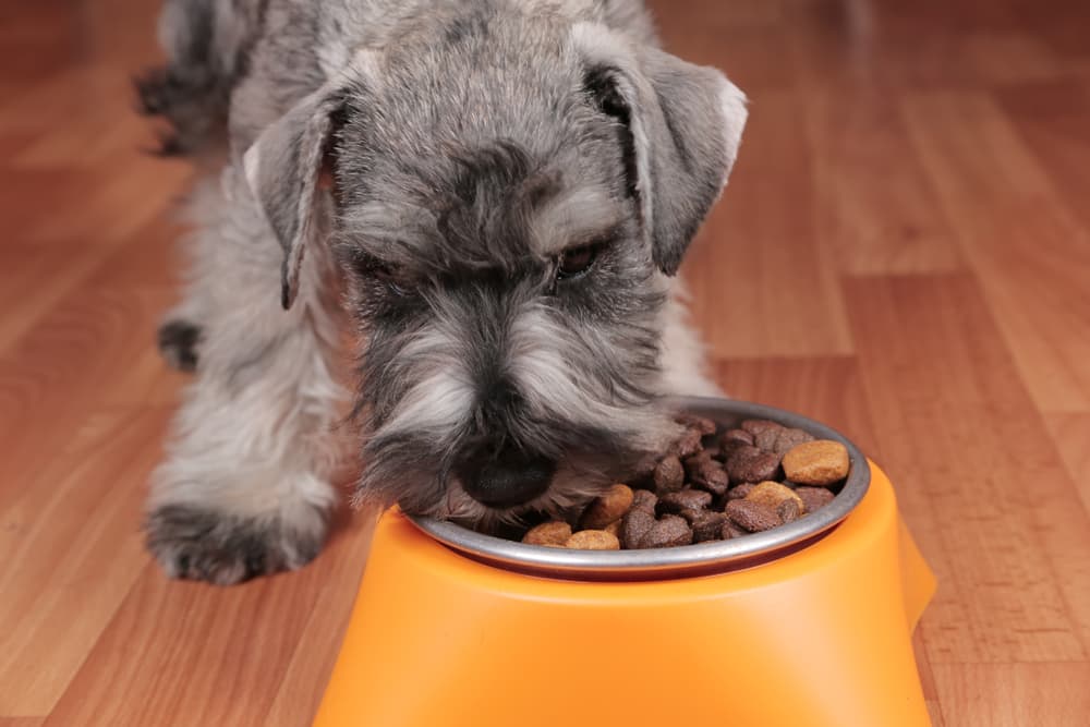 Dog eating food from its bowl