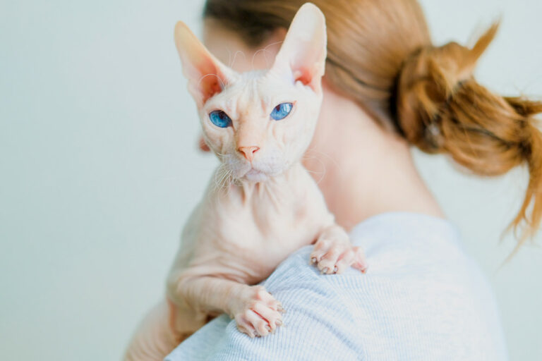 Woman holding a hairless cat