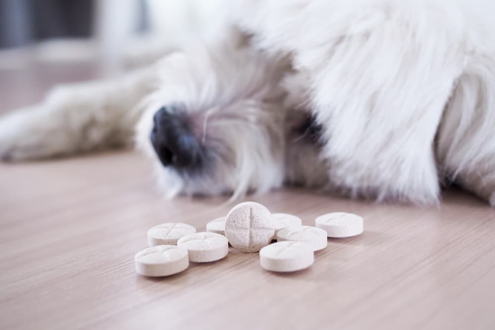 Supplements sitting next to dog