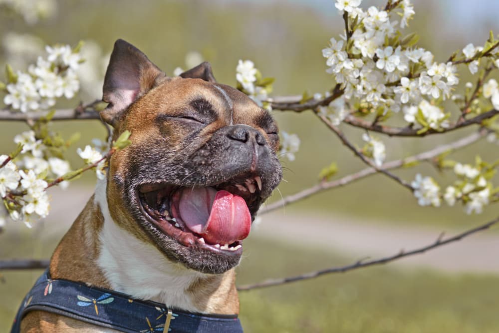 Bulldog yawning in the sun