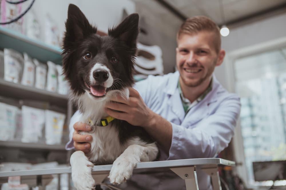 Happy dog at the vet in food aisle