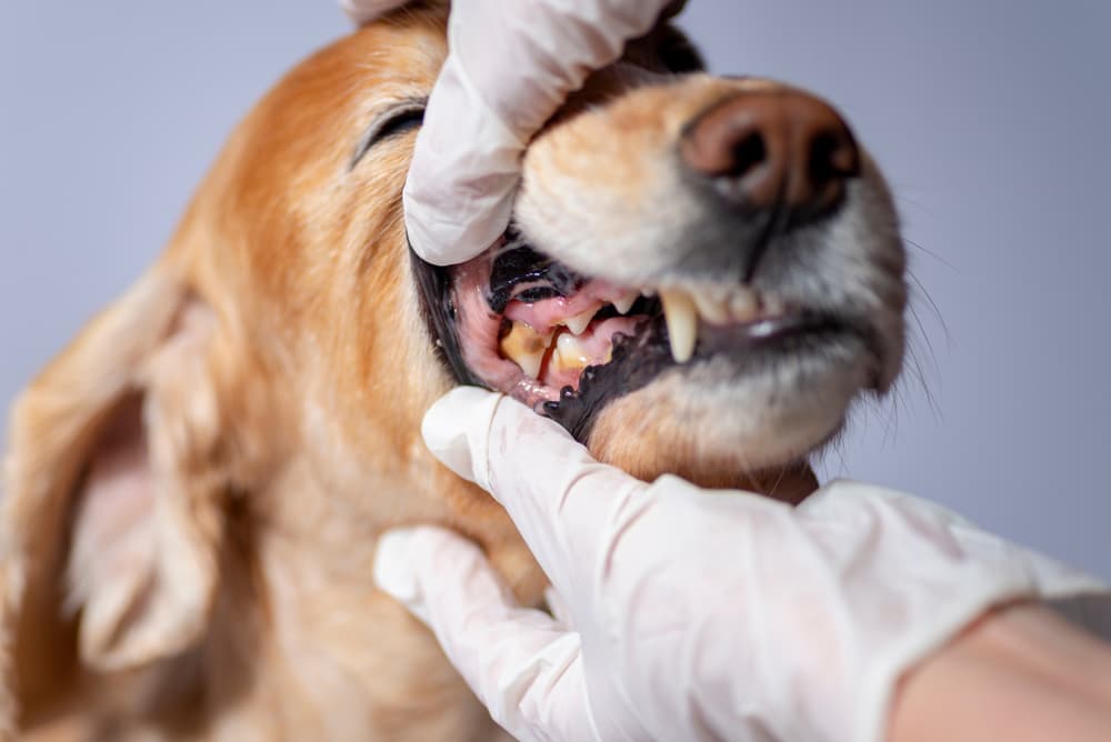 Veterinarian looking at dog's gums