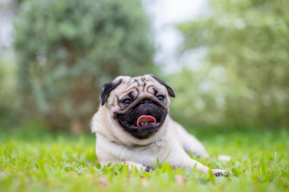Pug laying down in grass