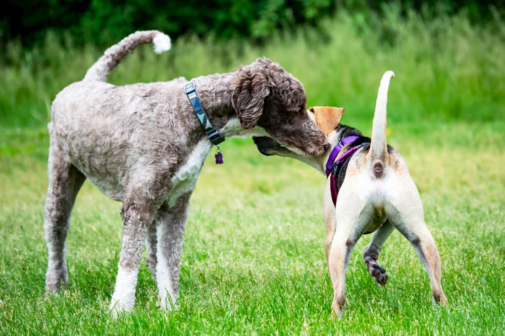 Two dogs in a park sniffing each other's butts