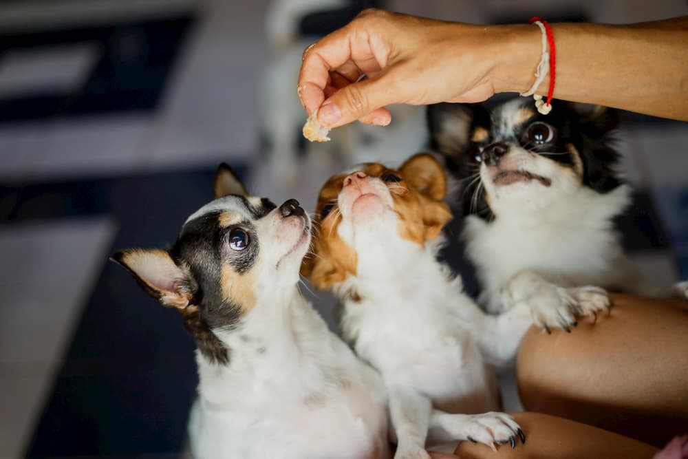 Owner giving dog a treat while other dogs look on
