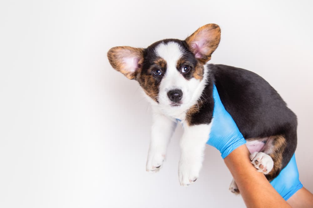 Puppy looking concerned being held up by vet