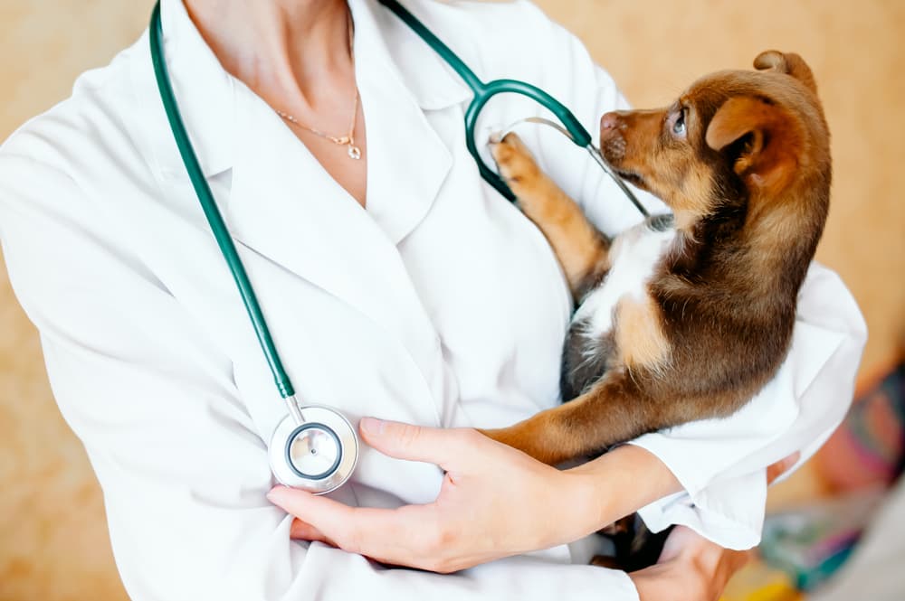 Veterinarian holding puppy