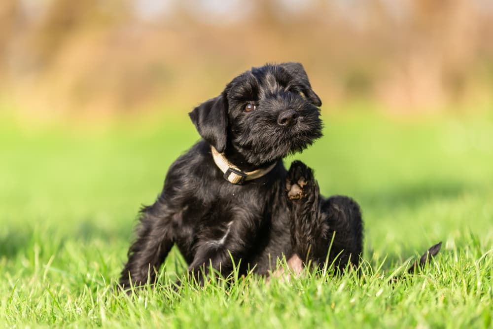 Puppy scratching outside in the sun