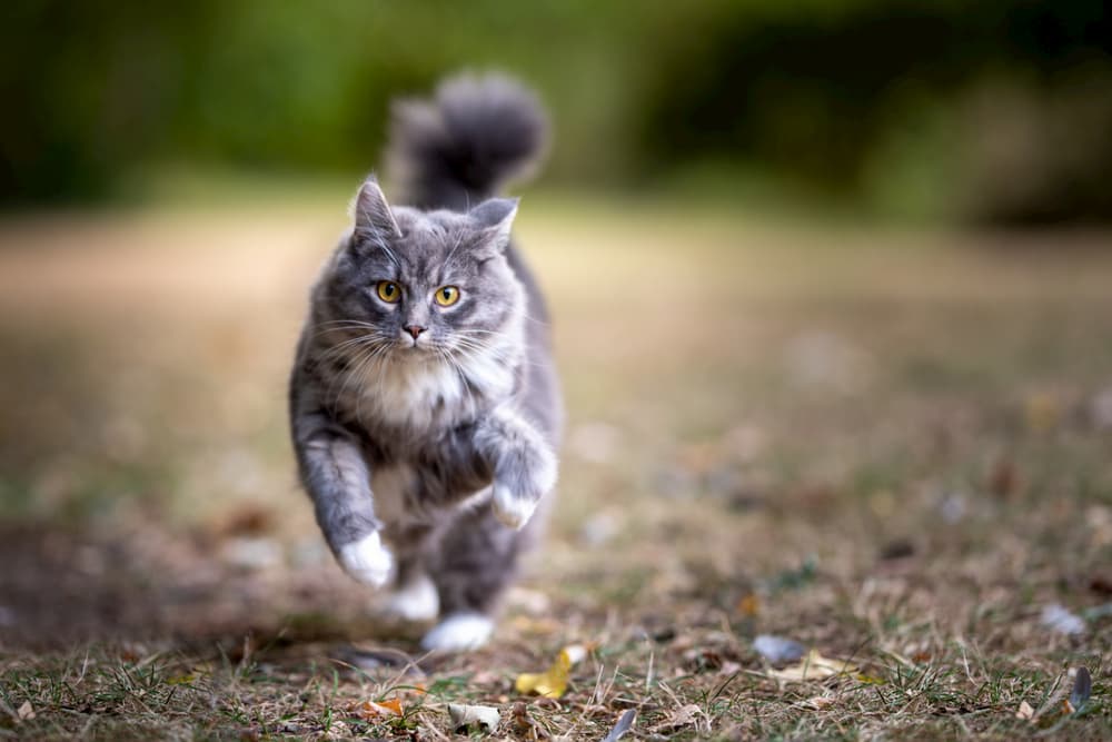 Cat with puffed tail running