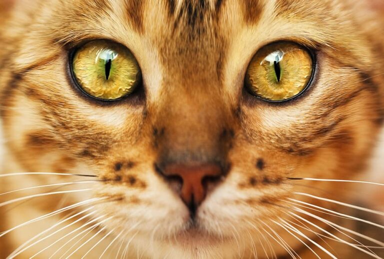 Cat with big eyes and whiskers