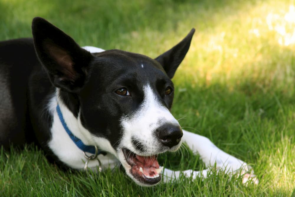 Dog outdoors chewing on paw