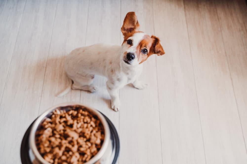 Can Dogs Eat Eggs? Info on Raw, Cooked, and Egg Shells